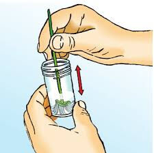 Cervix brush verpakt per 50st. - afbeelding 0