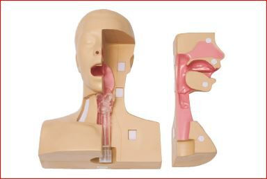 Tracheastoma Hoofd nek oefen model uitzuigen