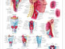Wandplaat Pharynx en Larynx voor opleidingen