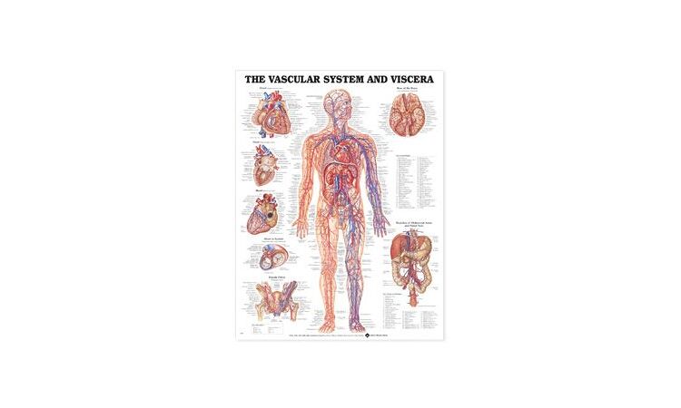 Wandplaat Vasculaire systeem voor opleidingen
